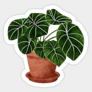 Alocasia Black Velvet Sticker